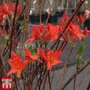 Rhododendron 'Koningin Emma'
