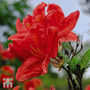 Rhododendron 'Koster's Brilliant Red'