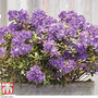 Rhododendron 'Azurika'