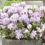 Rhododendron 'Gristede'