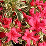 Rhododendron 'Bollywood'