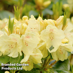 Rhododendron Yakush Hybrid 'Centennial Gold'