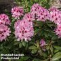 Rhododendron 'Cosmopolitan'