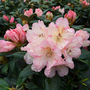 Rhododendron 'Dusty Miller' Yakushimanum Hybrid