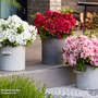 Rhododendron Encore Patio Trio (Azalea Group)