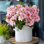 Rhododendron 'Encore 'Sunburst' (Azalea Group)