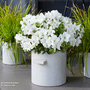 Rhododendron 'Encore Pure White' (Azalea Group)