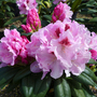 Rhododendron 'Flanagan's Daughter' Yakushimanum Hybrid