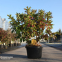 Rhododendron 'Goldstück'