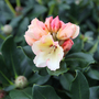 Rhododendron 'Horizon Monarch'