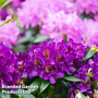 Rhododendron 'Hybrid Purple'