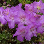 Rhododendron 'Dwarf Keleticum'