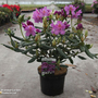 Rhododendron 'Lees Dark Purple'