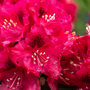 Rhododendron 'Marie Fortie'