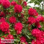 Rhododendron 'Markeetas Prize'