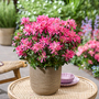 Rhododendron 'Pink Star'
