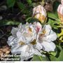 Rhododendron 'Hachmann's Porzellan'