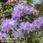 Rhododendron 'Praecox'