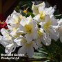 Rhododendron 'Silver Sixpence'