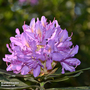 Rhododendron ponticum 'Variegatum'