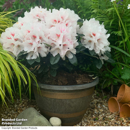 Rhododendron 'XXL White Flamingo'