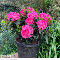 Rhododendron 'XXL Pink Tiger'