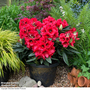 Rhododendron 'XXL Red Devil'