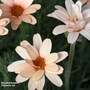 Rhodanthemum hosmariense 'Zagora Orange'