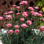 Rhodanthemum hosmariense 'Zagora Pink'