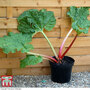 Rhubarb 'Thompson's Terrifically Tasty' (Spring/Autumn Planting)