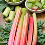 Rhubarb 'Glaskin's Perpetual' - Seeds