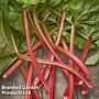 Rhubarb 'Goliath'