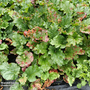 Rhubarb 'Stockbridge Arrow'