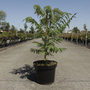 Rhus typhina 'Dissecta'