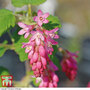 Ribes sanguineum 'King Edward Vii' (Hedging)