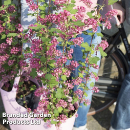 Ribes sanguineum 'Amour'