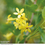 Ribes odoratum