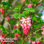 Ribes sanguineum