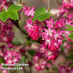 Ribes sanguineum