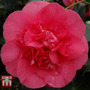 Camellia japonica 'R.L. Wheeler'