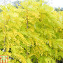Robinia pseudoacacia 'Frisia'