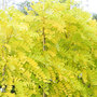 Robinia pseudoacacia 'Frisia'