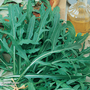 Wild Rocket - Seeds