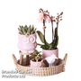 Romantic Pink Phalaenopsis Arrangement