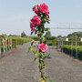 Rose 'Laguna' (Climbing Hybrid Tea)