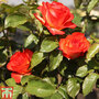 Rose 'Marieken' (Shrub Rose)