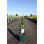 Rose 'Blanc Double De Coubert'