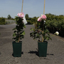 Rose 'Constance Spry' (Climbing)