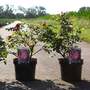 Rose 'Frau Dagmar Hastrup'