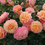 Rose 'Peach Melba' (Climbing)